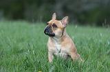 BOULEDOGUE FRANCAIS 1092